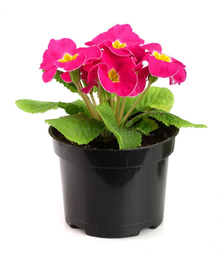 Pink primula polyanthus isolated on white. spring primroses flowers