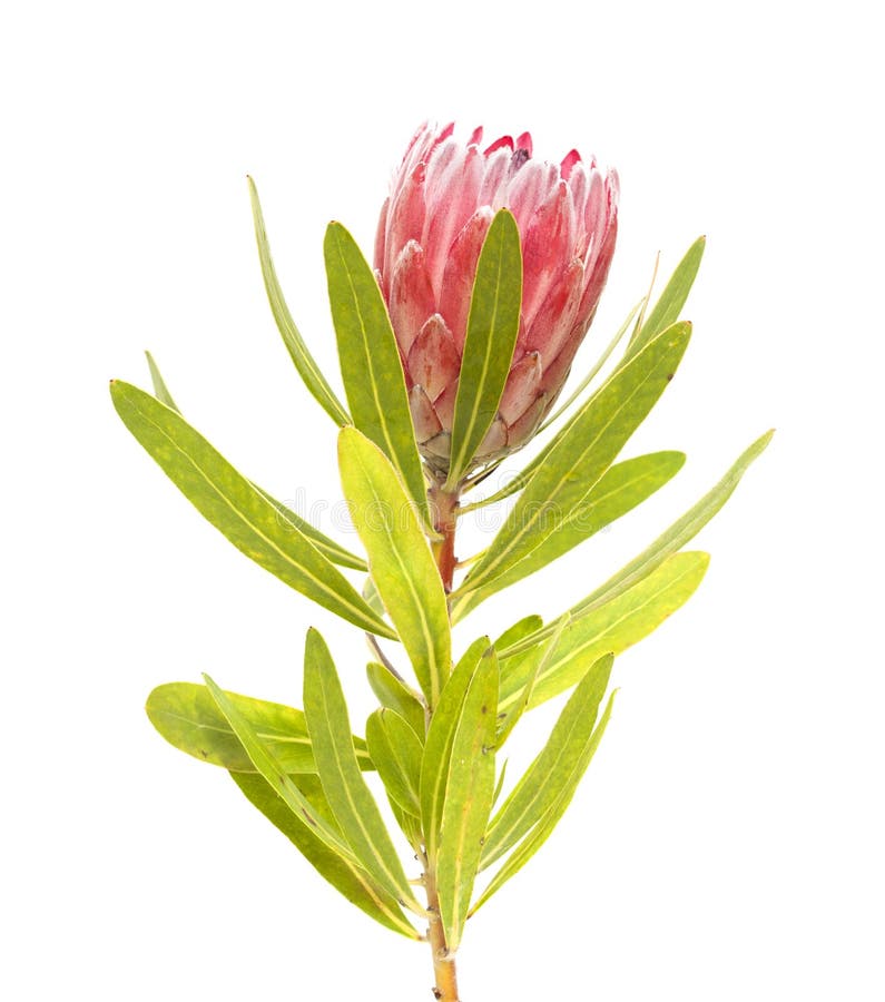 Pink Protea Bouquet stock photo. Image of white, beautiful 30363068