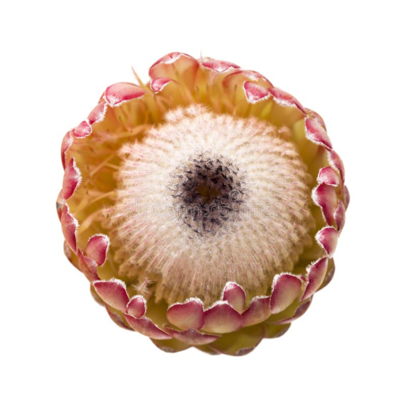 Pink protea flower stock image. Image of pink, blooming 63287091