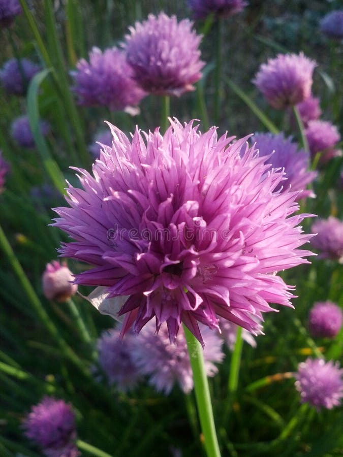 210 Ball Flowers Puff Stock Photos Free & RoyaltyFree Stock Photos