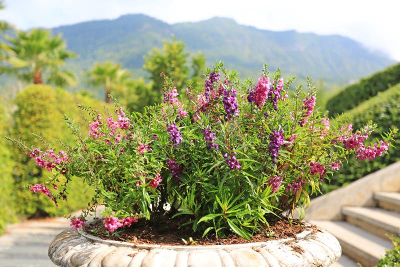 Pink and Purple Angelonia flower Angelonia goyazensis Benth or Scrophulariaceae.