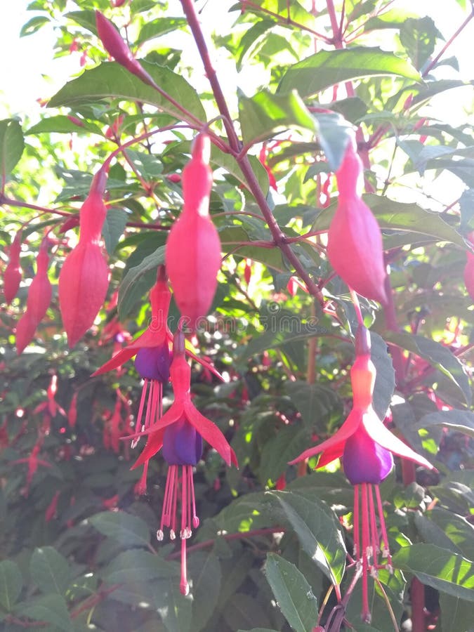 Pink and purple flowers stock image. Image of spring 105537831