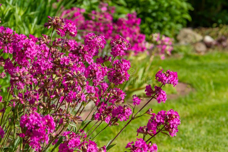 Pink Purple Flowers Lychnis Viscaria. Flowering Plant in the Garden ...