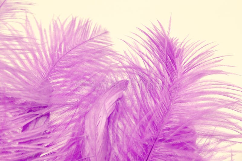 370 Bright Pink Feather Boa Stock Photos - Free & Royalty-Free Stock Photos  from Dreamstime