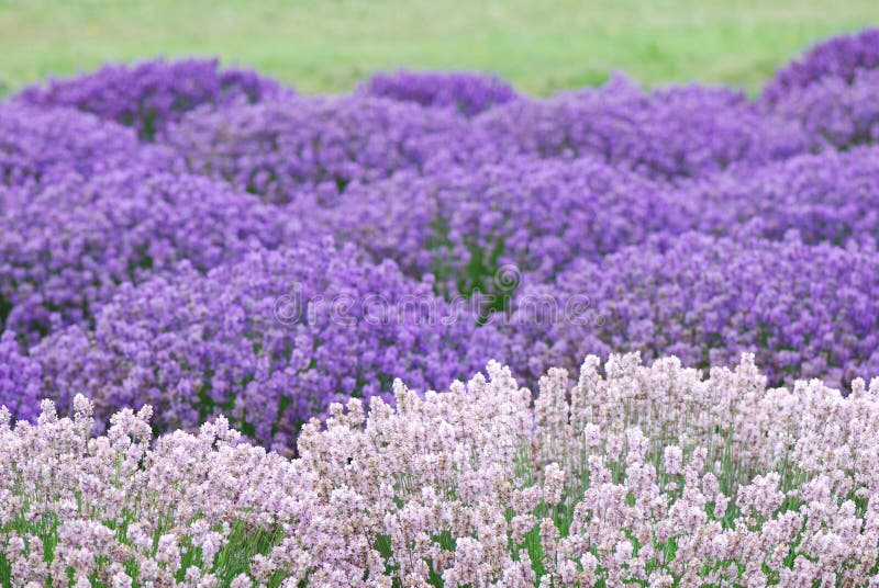 Purple lavender stock image. Image of lavender, blue 92468403