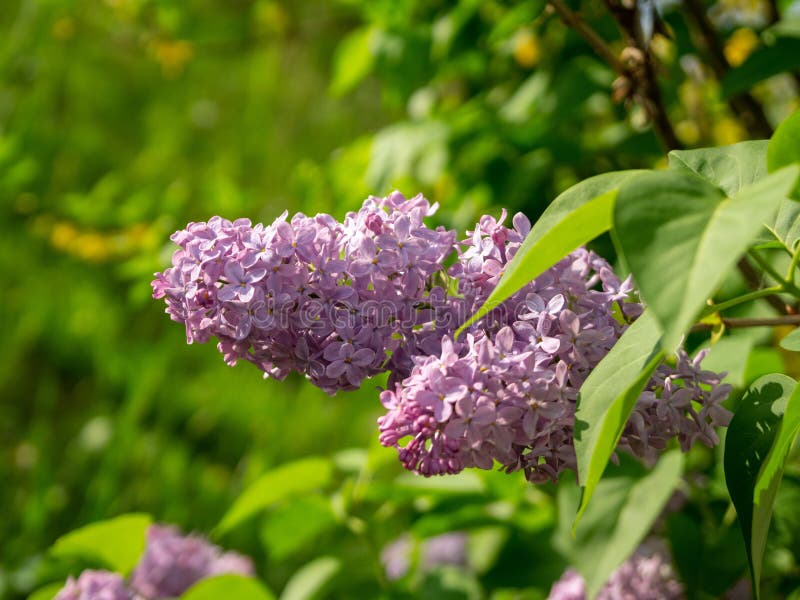 Pink or purple lilac flower on the pipe-tree during spring.