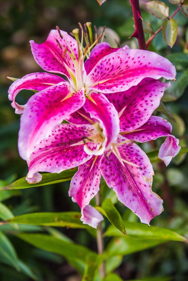 purple lily purple lily