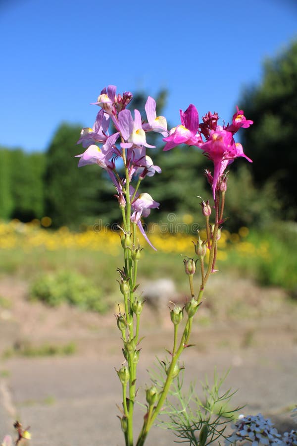 711 Toadflax Photos Free Royalty Free Stock Photos From Dreamstime 711 Toadflax Photos Free Royalty Free Stock Photos From Dreamstime