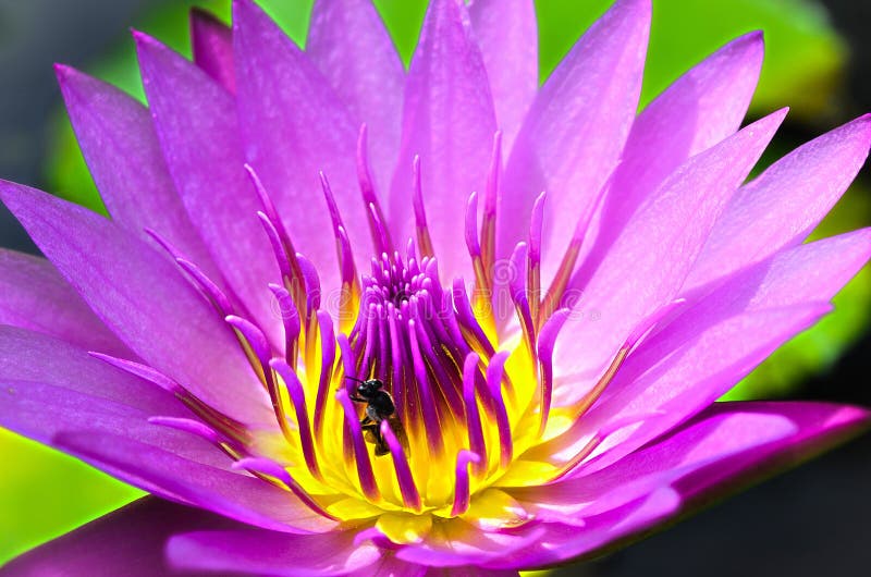 Pink-Purple Lotus or Water Lily with Yellow-Pink Pollen and Bug royalty free stock photo Pink-Purple Lotus or Water Lily with Yellow-Pink Pollen and Bug royalty free stock photo
