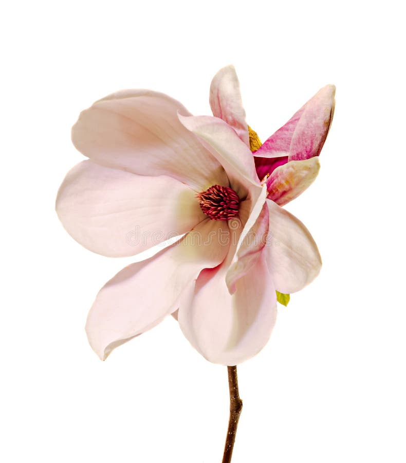 Pink, purple magnolia branch flower, close up, white background