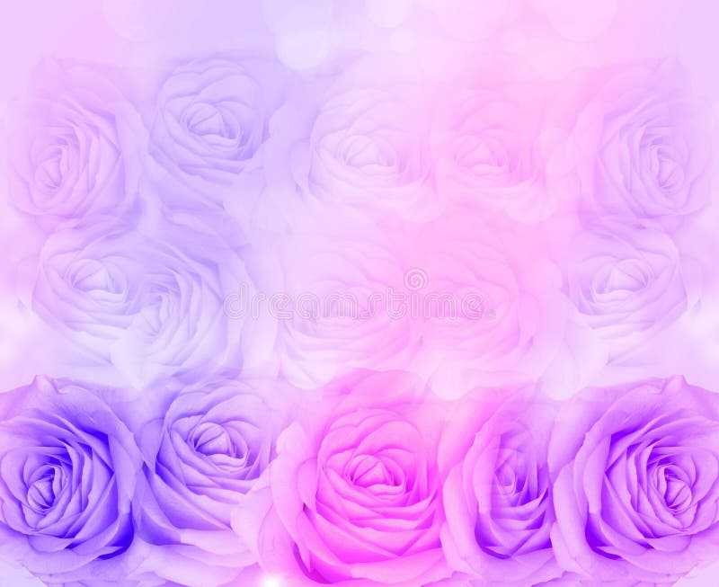 Pink and Purple Natural Roses Background Stock Image Image of festive