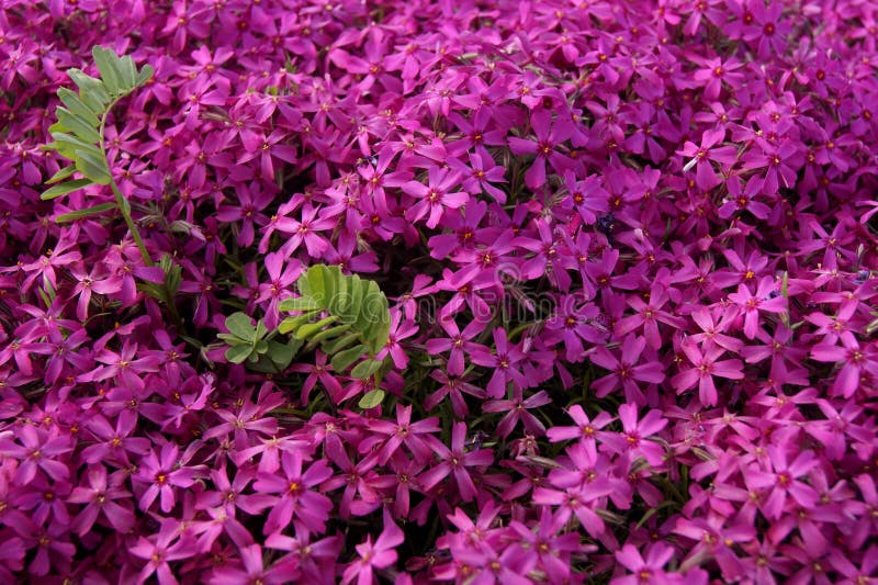 Pink, purple phlox stock image. Image of flower, beauty 92007873