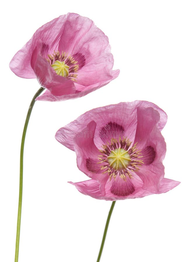 Pink Purple Poppies