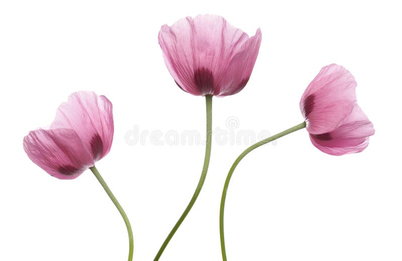 Pink Purple Poppies