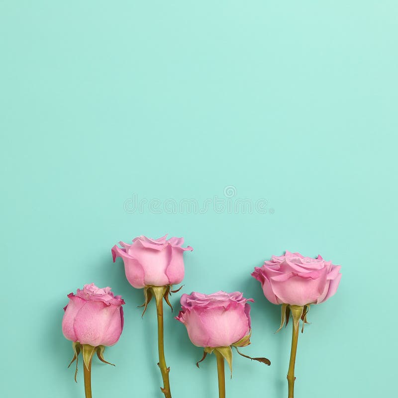 Pink Purple Rose Flowers on Mint Green Background Stock Image ...