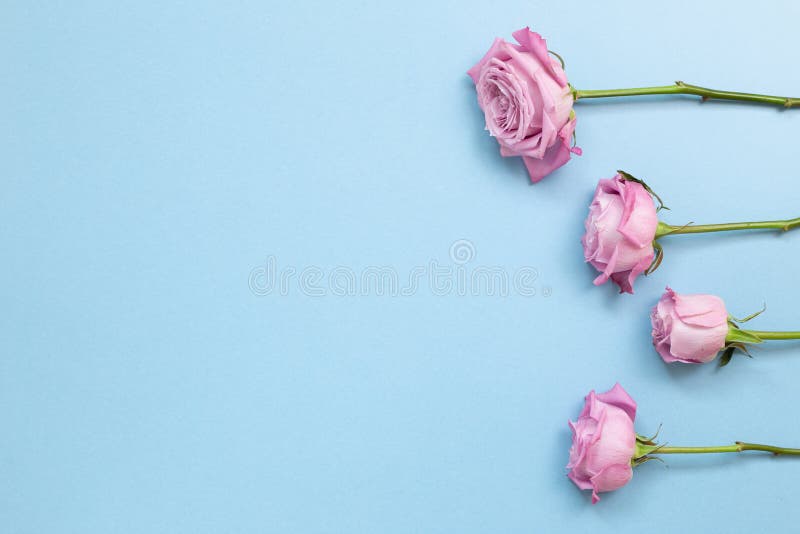 Pink Purple Rose Flowers on Sky Blue Background Stock Photo - Image of  closeup, flat: 172315106