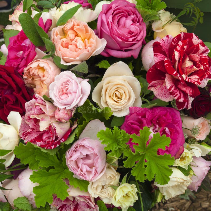 Pink and purple roses background stock image Pink and purple roses background stock image