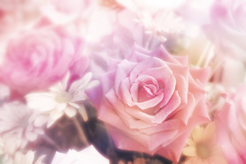 Pink purple roses flower in spring season background for Valentine`s Day royalty free stock photos Pink purple roses flower in spring season background for Valentine`s Day royalty free stock photos