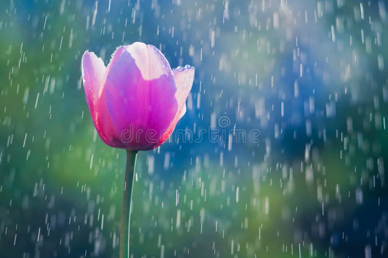 Pink and purple tulip in drops of water in the spring rain