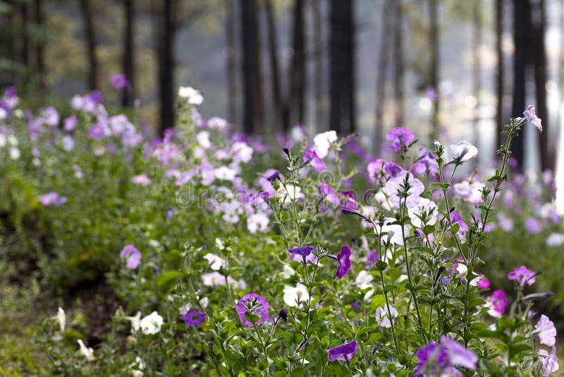 Pink purple and white wide flower countryside scenery with forest tree background