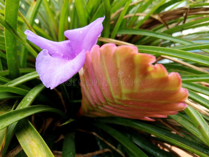 Pink Quill Plant Tillandsia Cyanea Bromeliad with Blue Purple Flower Stock  Image - Image of cyanea, purple: 138355201