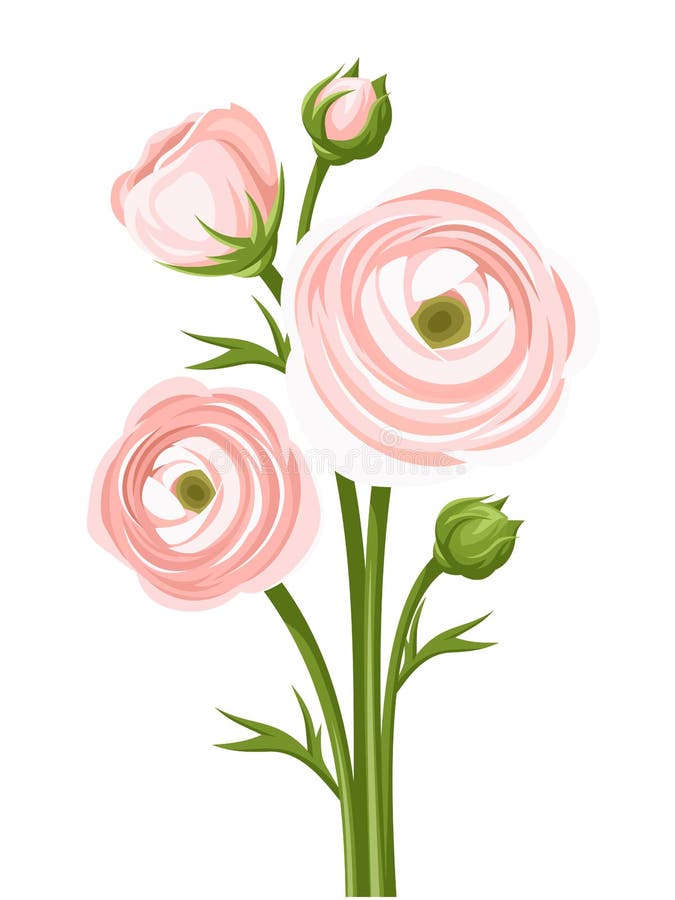 Pink ranunculus flowers. Vector illustration. royalty free illustration Pink ranunculus flowers. Vector illustration. royalty free illustration