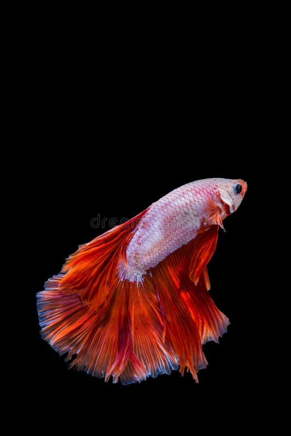 Pink and Red Betta Fish, Siamese Fighting Fish Stock Photo - Image of aggressive: 156336394