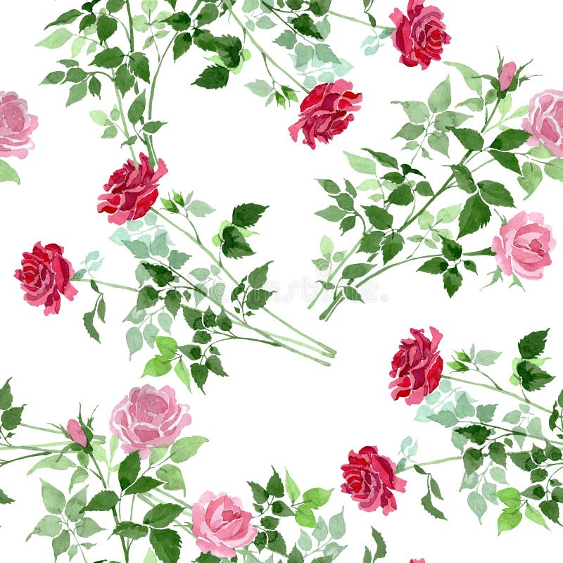 Pink And Red Bush Roses Botanical Flowers. Watercolor Background ...