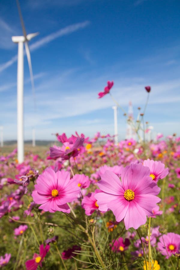 Pink And Red Cosmos Flowers Garden Background Stock Image