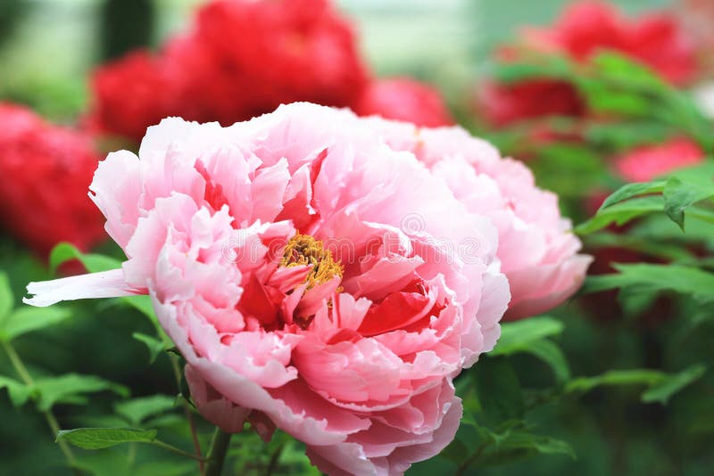 Pink with Red Peony Flowers,closeup Stock Image - Image of fantasy ...