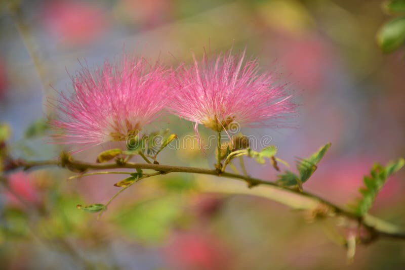 Pink Red Powder Puff Flower Stock Photo Image of blooming, flora