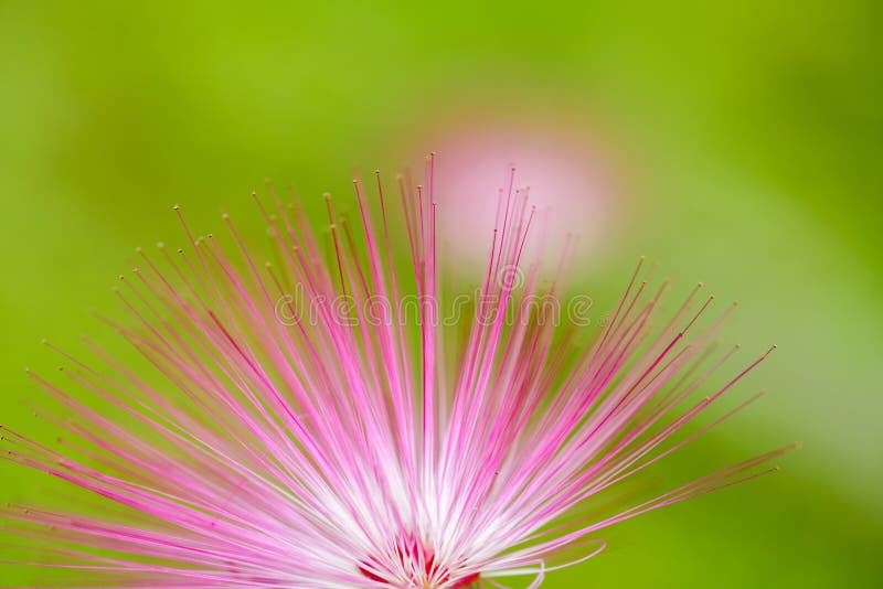 Pink red powder puff flower
