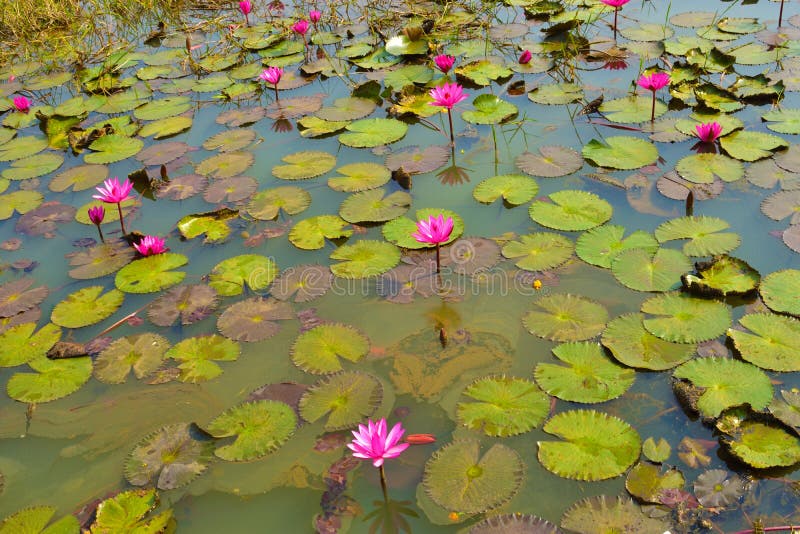 Pink or red water lilies Nymphaea rubra on a natural rural lake. this kind of flower also called shaluk or shapla in bengali