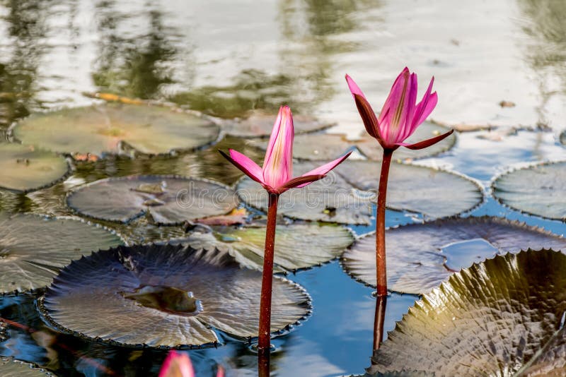 Pink red water lily flowers with floating leaves starting to bloom on the water. Nymphaea rubra. Beauty in nature