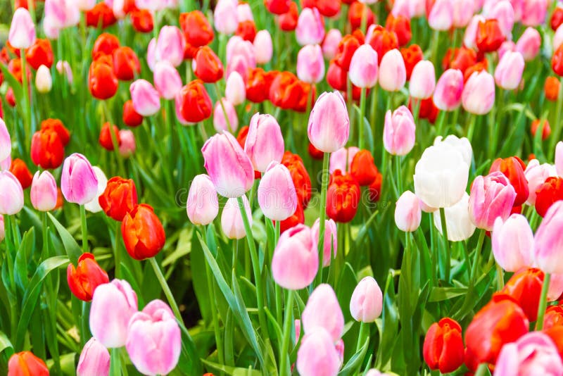 Pink,Red,Yellow tulips flower, beautifuly flower in garden plant, tulipa