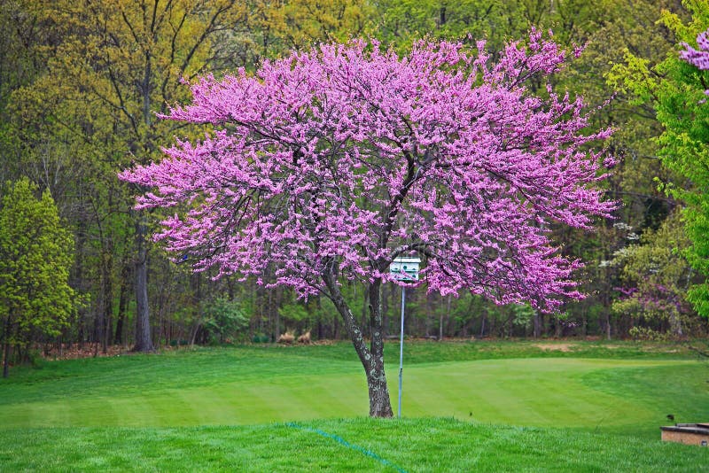 Pink Redbud Tree