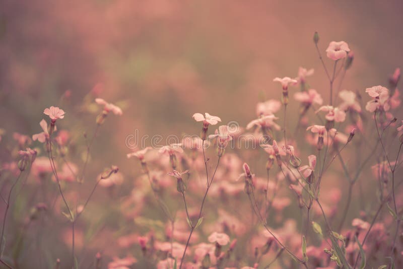 Pink retro flowers background