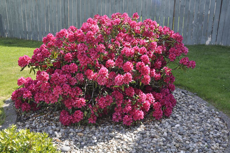 Pink rhododendron bush