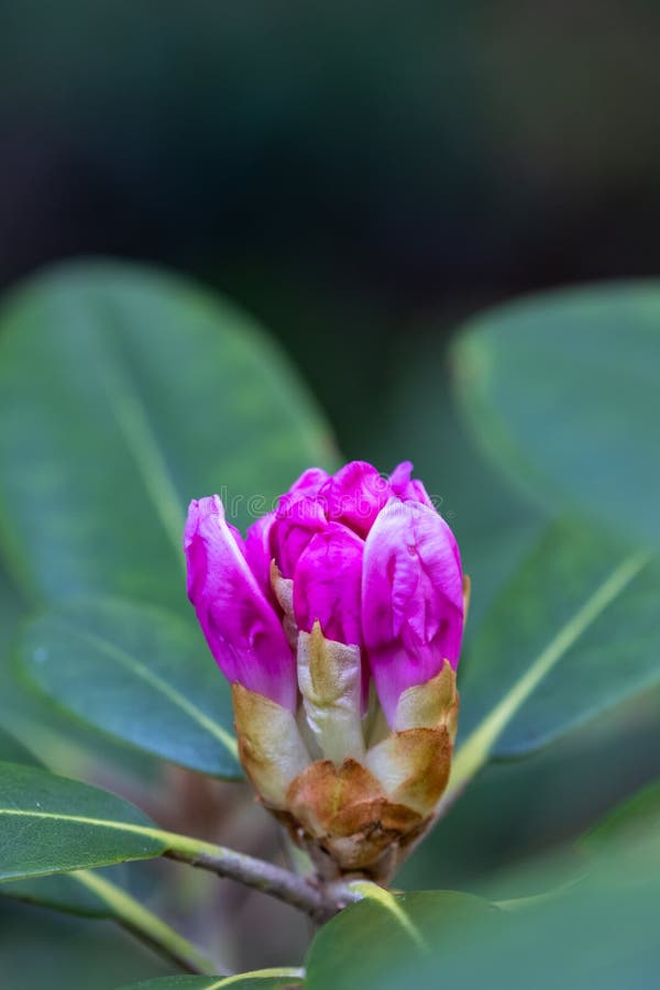 Pink Rhododendron Flower Buds in the Early Blooming Stages Stock Photo