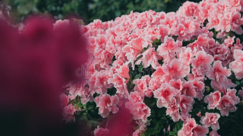 Pink rhododendron flowers