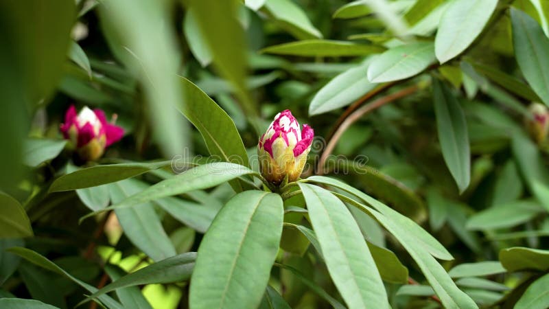 Pink rhododendron flowers with closed buds in spring botanical park