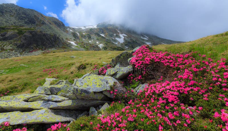 Pink rhododendron flowers in high mountains