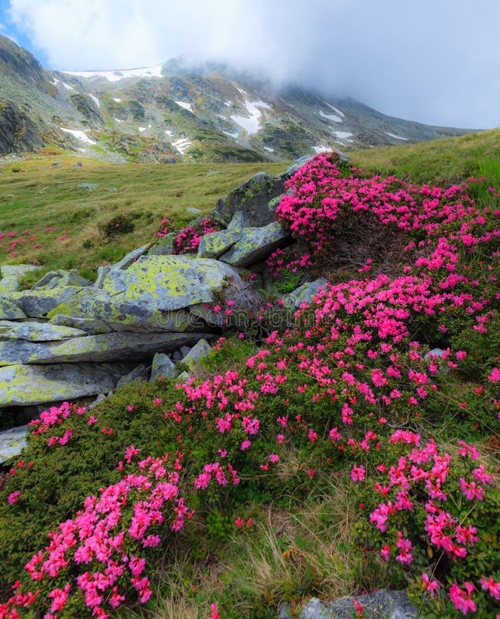 Pink rhododendron flowers in high mountains