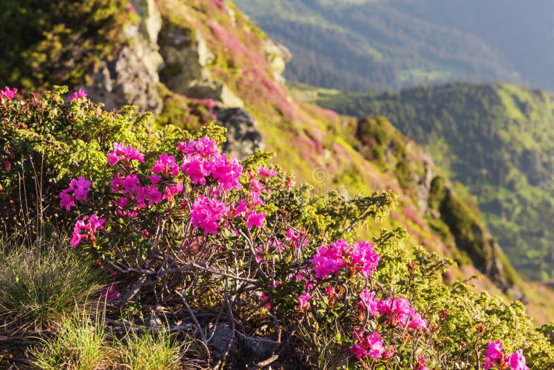 Pink Rhododendron Flowers On Summer Carpathian Mountains Stock Photo