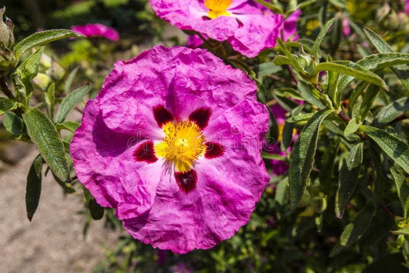 Pink Rockrose flower. stock image. Image of flora, beautiful 76415969