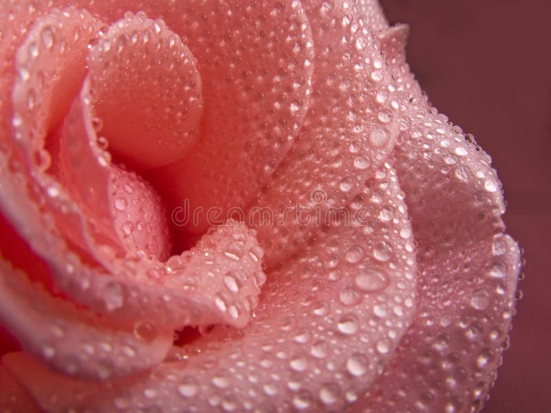 Pink Rose stock images