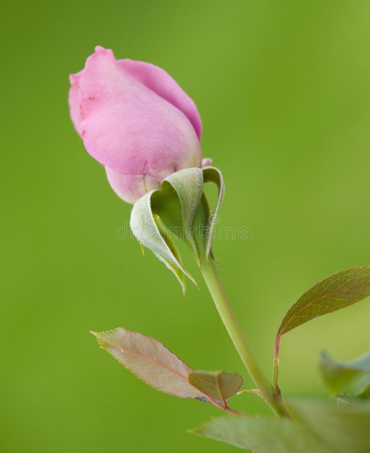 Pink rose