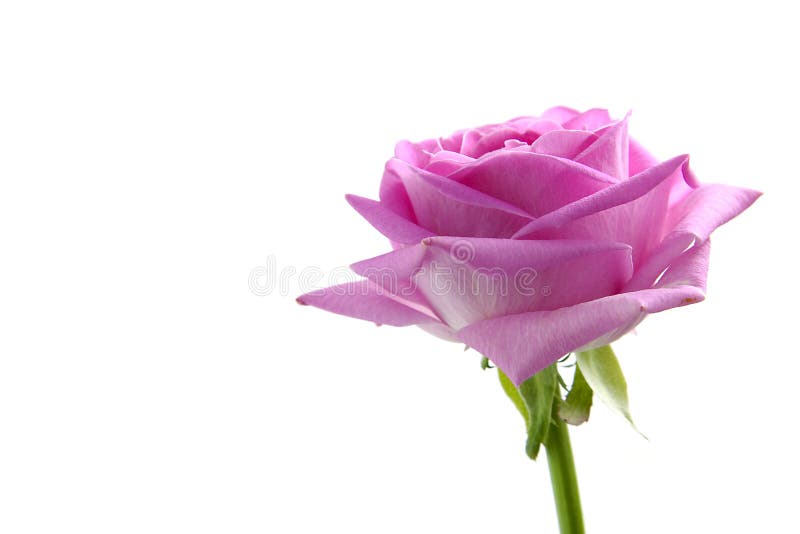 One pink rose stock photo. Image of thorns, bloom, petals 34924722