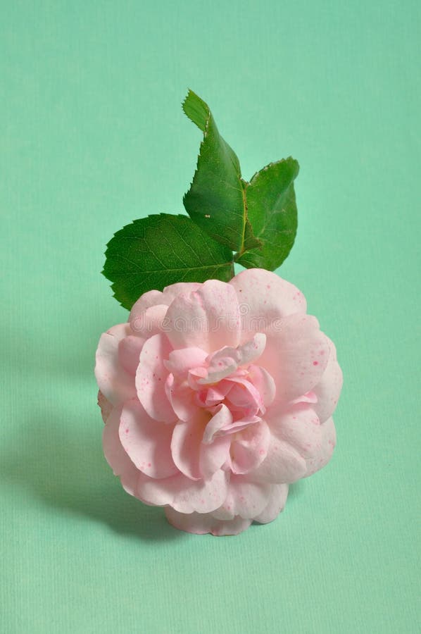 Pink Rose stock image. Image of garden, studio, pink 136229565