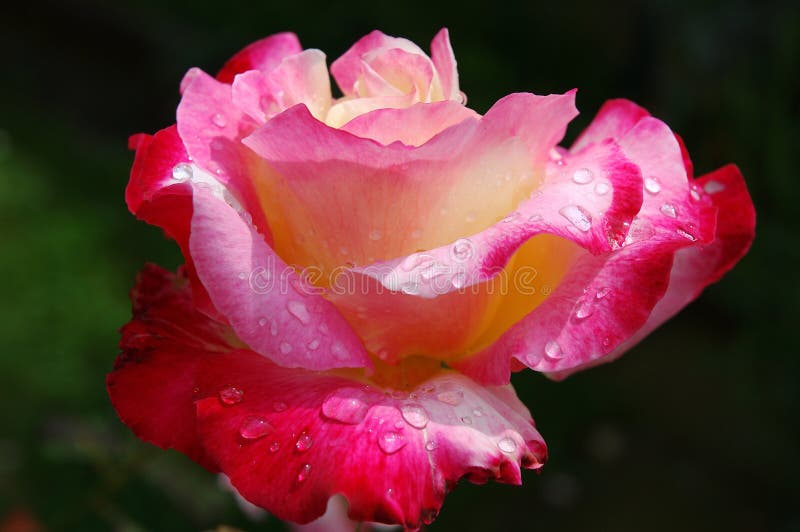 Pink rose